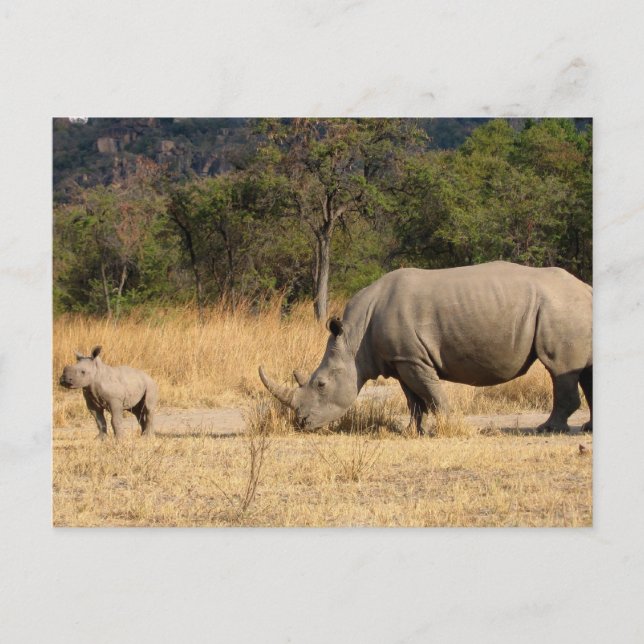 Tarjeta postal de la familia Rhinoceros (Anverso)