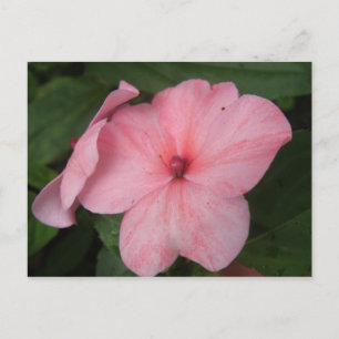 Tarjeta postal de la flor de impaciens rosa pálido