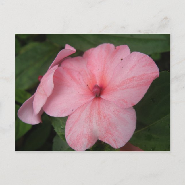 Tarjeta postal de la flor de impaciens rosa pálido (Anverso)