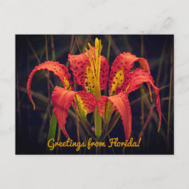 Tarjeta postal de la Flor de Lis de Florida