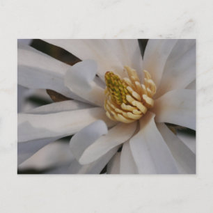 Tarjeta postal de la flor de magnolia estrella