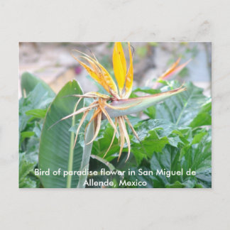 Tarjeta postal de la flor de pájaro del paraíso
