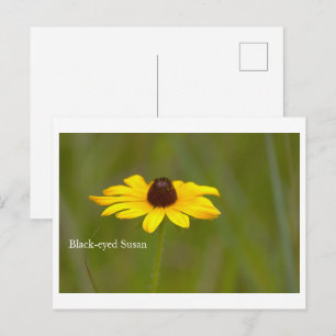 Tarjeta postal de la flor de Susana de ojos negros