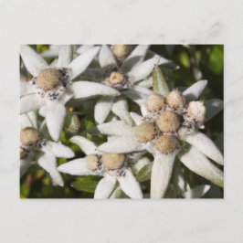 Tarjeta postal de la flor Edelweiss blanca