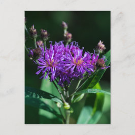 Tarjeta postal de la flor silvestre púrpura Appala