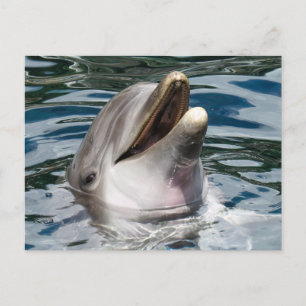 TARJETA POSTAL DE LA FOTOGRAFÍA DE DOLPHIN