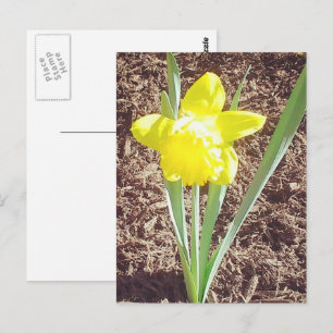 Tarjeta postal de la fotografía de Spring Daffodil