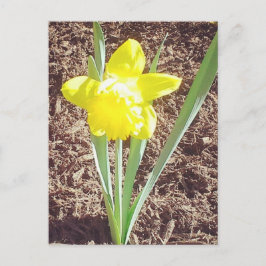 Tarjeta postal de la fotografía de Spring Daffodil