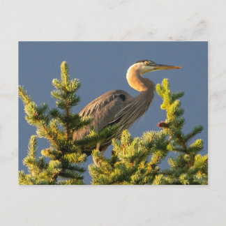 Tarjeta postal de la gran garza azul