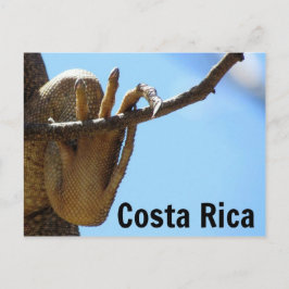 Tarjeta postal de la Iguana de Costa Rica