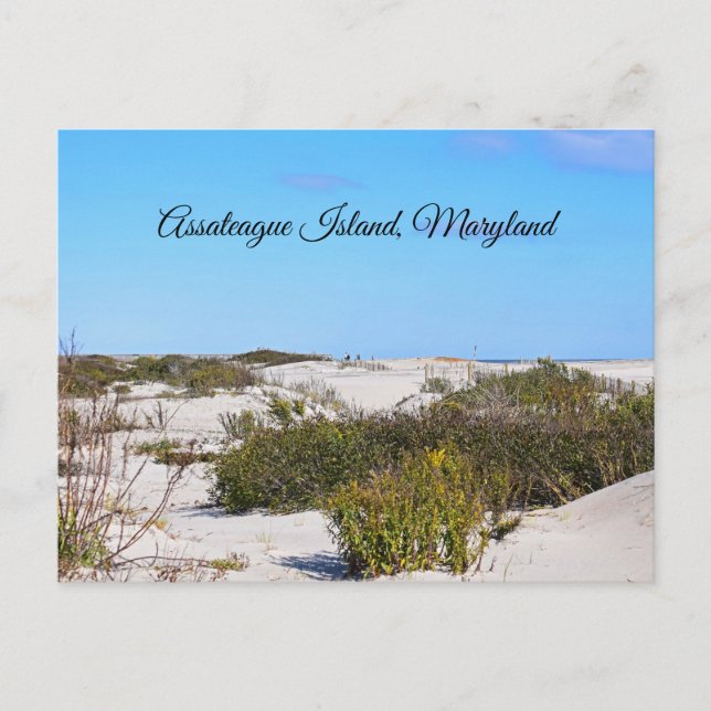 Tarjeta Postal de la Isla Assateague (Anverso)