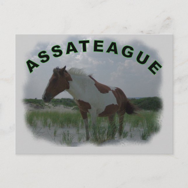 Tarjeta postal de la isla de Assateague (Anverso)