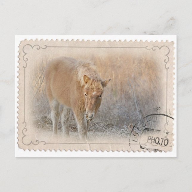 Tarjeta postal de la isla de Assateague (Anverso)
