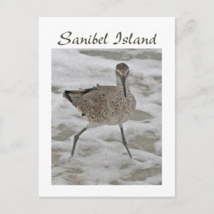 Tarjeta postal de la isla Sanibel Piper