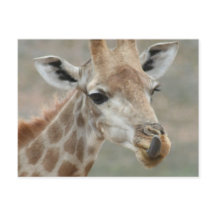 Tarjeta postal de la lengua girafa