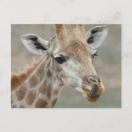 Tarjeta postal de la lengua girafa