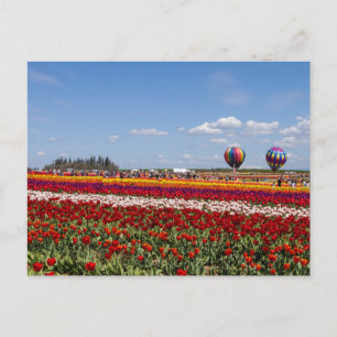 Tarjeta postal de la manía de los tulipanes