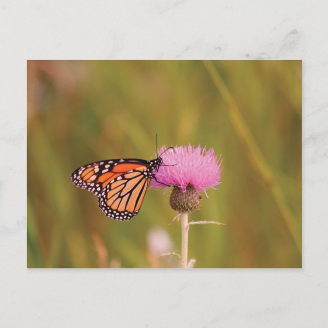 Tarjeta postal de la mariposa monarca (Anverso)