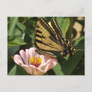 Tarjeta postal de la mariposa monarca