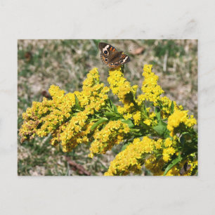 Tarjeta postal de la mariposa ojo de pavón común