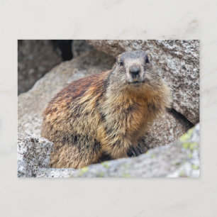 Tarjeta postal de la marmota alpina