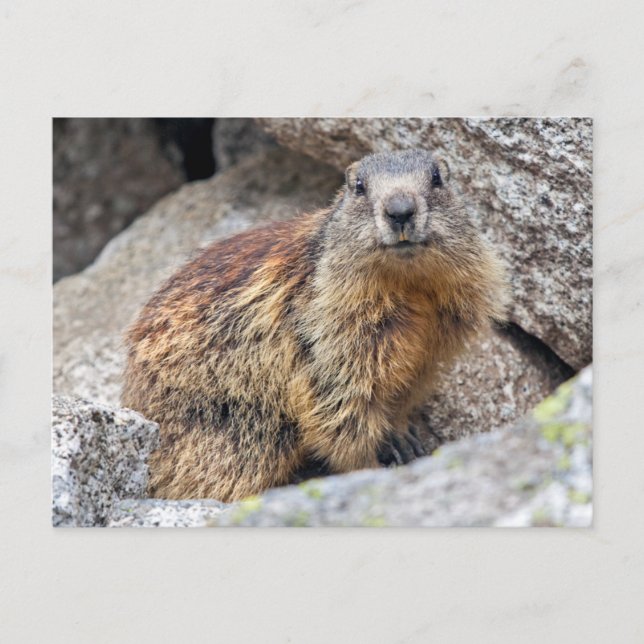 Tarjeta postal de la marmota alpina (Anverso)