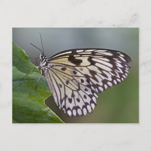 Tarjeta postal de la ninfa del árbol