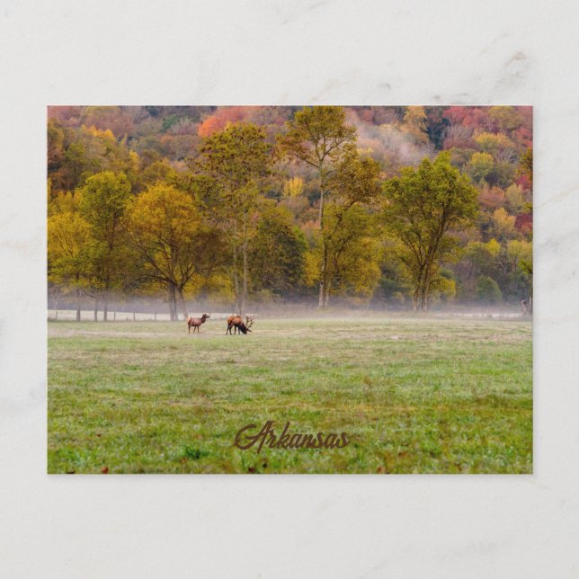 Tarjeta postal de la pareja de alces pastando (Anverso)