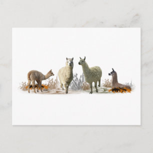 Tarjeta postal de la pradera de la llama