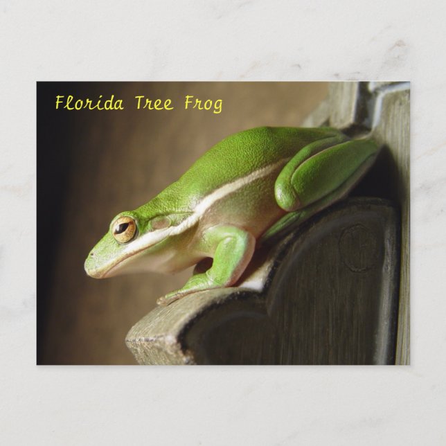 Tarjeta postal de la rana arbórea de Florida (Anverso)