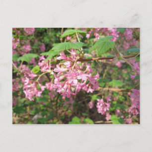 Tarjeta postal de la rosa de Pokey en el parque