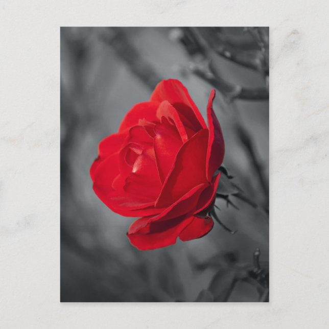 Tarjeta Postal de la Rosa Roja (Anverso)