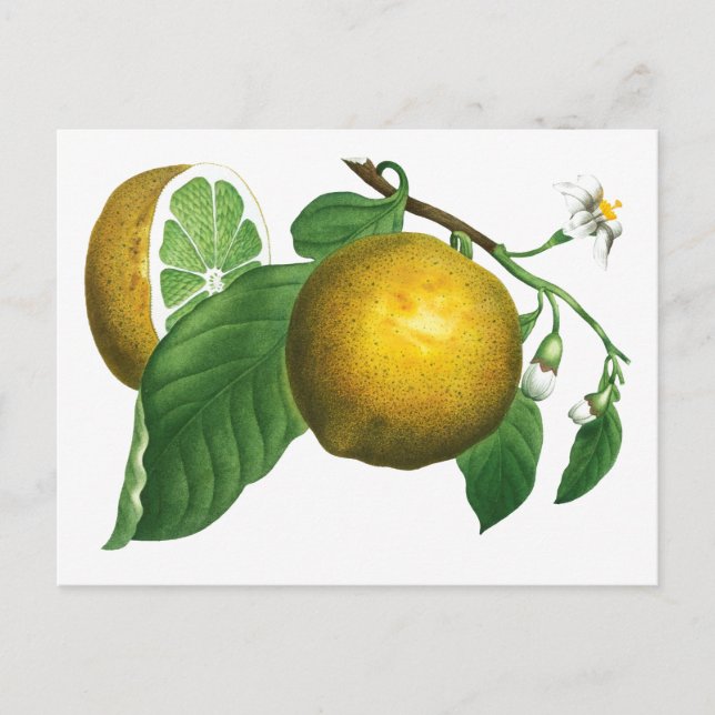 TARJETA POSTAL DE LA SUCURSAL DE LEMON DE ESTILO D (Anverso)