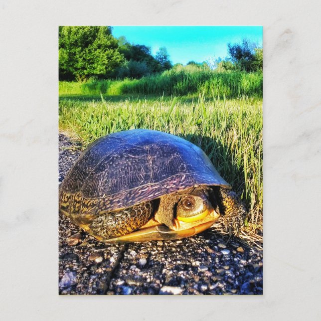 TARJETA POSTAL DE LA TORTUGA (Anverso)