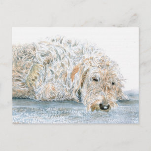 Tarjeta postal de Labradoodle somnoliento