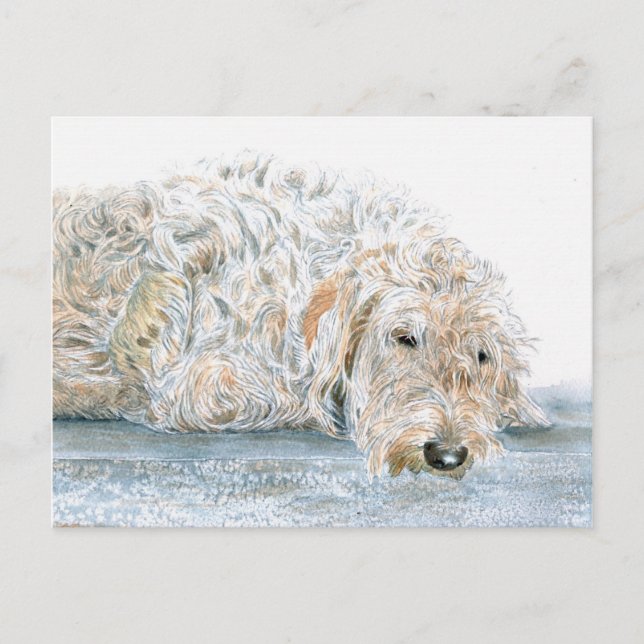 Tarjeta postal de Labradoodle somnoliento (Anverso)