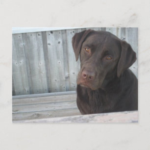 Tarjeta postal de Labrador chocolate lindo