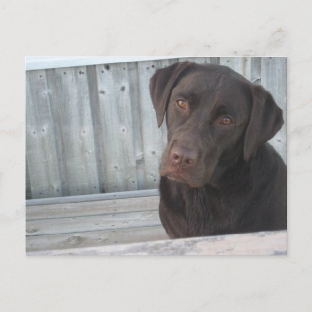 Tarjeta postal de Labrador chocolate lindo (Anverso)