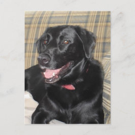 Tarjeta postal de Labrador Negro