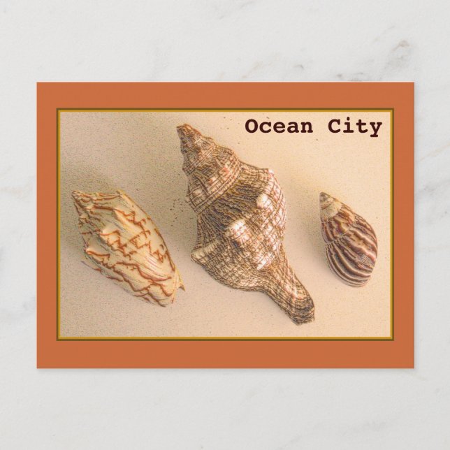 Tarjeta postal de las conchas de Ocean City (Anverso)