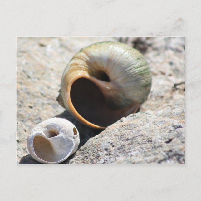 Tarjeta postal de las conchas de playa (Anverso)