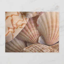 Tarjeta postal de las conchas marinas