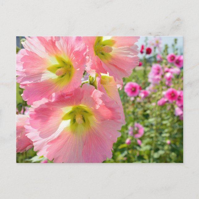 Tarjeta postal de las flores de hollyhock (Anverso)