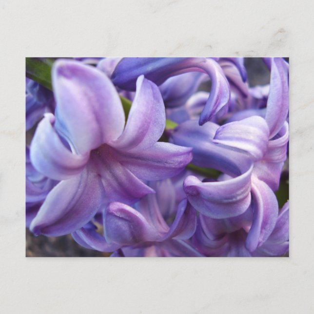 Tarjeta postal de las flores de Hyacinth (Anverso)