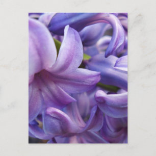Tarjeta postal de las flores de Hyacinth