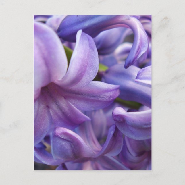 Tarjeta postal de las flores de Hyacinth (Anverso)