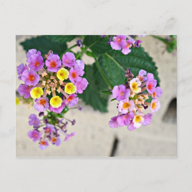Tarjeta postal de las flores de Lantana (Anverso)