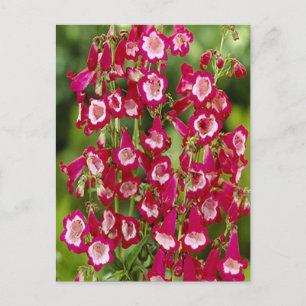 Tarjeta postal de las flores de Snapdragon