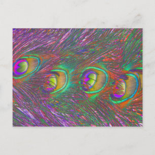 Tarjeta postal de las plumas de pavo real de Tinse