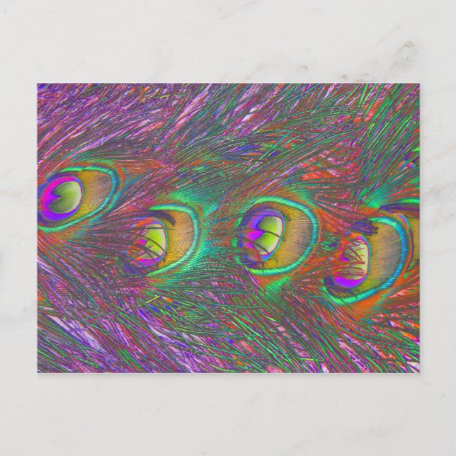 Tarjeta postal de las plumas de pavo real de Tinse (Anverso)